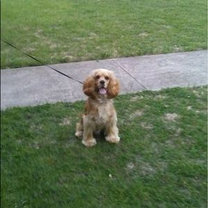 Meet your Posher, Dolores